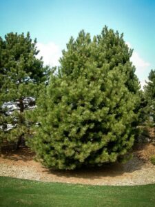 Сосна Чёрная (Pinus Nigra) купить по цене от 270.00р. в интернет-магазине «Посадика» с доставкой почтой в в Симферополе и по всей России – [изображение №1].