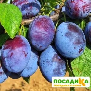 Слива Чачакская ранняя купить по цене от 229.00р. в интернет-магазине «Посадика» с доставкой почтой в в Симферополе и по всей России – [изображение №1].