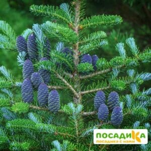 Пихта корейская (Abies koreana) купить по цене от 450.00р. в интернет-магазине «Посадика» с доставкой почтой в в Симферополе и по всей России – [изображение №1].