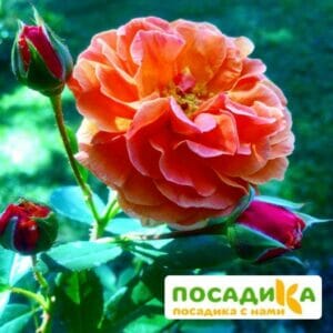 Роза Арабия купить по цене от 350.00р. в интернет-магазине «Посадика» с доставкой почтой в в Симферополе и по всей России – [изображение №1].