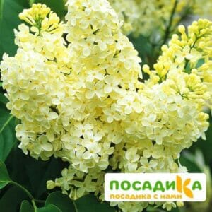 Сирень Примроуз (Primrose) купить по цене от 529.00р. в интернет-магазине «Посадика» с доставкой почтой в в Симферополе и по всей России – [изображение №1].