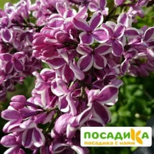 Сирень Сенсация купить по цене от 529.00р. в интернет-магазине «Посадика» с доставкой почтой в в Симферополе и по всей России – [изображение №1].