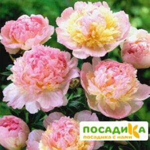 Пион Распберри Сандей (Paeonia Raspberry Sundae) купить по цене от 959р. в интернет-магазине «Посадика» с доставкой почтой в в Симферополе и по всей России – [изображение №1].