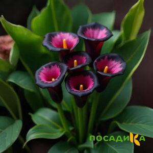 Калла Аура Лейс купить по цене от 400р. в интернет-магазине «Посадика» с доставкой почтой в в Симферополе и по всей России – [изображение №1].