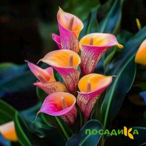 Калла Оникс купить по цене от 450р. в интернет-магазине «Посадика» с доставкой почтой в в Симферополе и по всей России – [изображение №1].