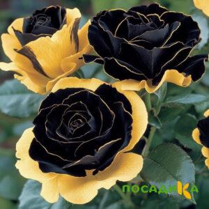 Роза Ханни Сикл купить по цене от 700р. в интернет-магазине «Посадика» с доставкой почтой в в Симферополе и по всей России – [изображение №1].