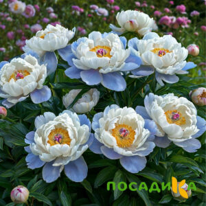 Пион акварельный Этюд купить по цене от 806р. в интернет-магазине «Посадика» с доставкой почтой в в Симферополе и по всей России – [изображение №1].