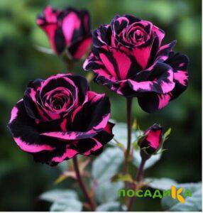 Роза Багровый Шепот купить по цене от 366р. в интернет-магазине «Посадика» с доставкой почтой в в Симферополе и по всей России – [изображение №1].