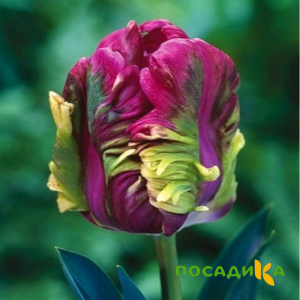 Тюльпан Экзотик Хэвен купить по цене от 186р. в интернет-магазине «Посадика» с доставкой почтой в в Симферополе и по всей России – [изображение №1].