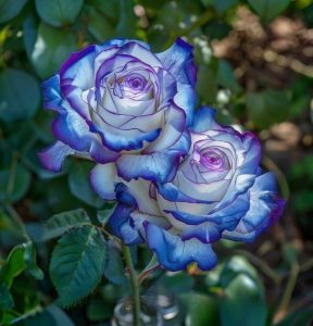 Роза Пэтолз Хоуп купить по цене от 333р. в интернет-магазине «Посадика» с доставкой почтой в в Симферополе и по всей России – [изображение №1].