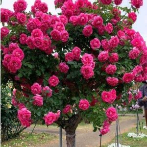 Роза Версаля купить по цене от 232р. в интернет-магазине «Посадика» с доставкой почтой в в Симферополе и по всей России – [изображение №1].