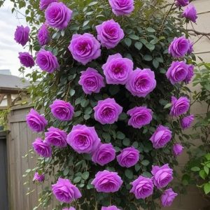 Роза Мистик Уайт купить по цене от 620р. в интернет-магазине «Посадика» с доставкой почтой в в Симферополе и по всей России – [изображение №1].