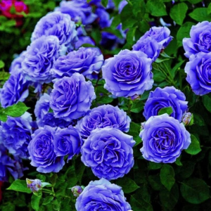 Роза Блю Мун купить по цене от 450р. в интернет-магазине «Посадика» с доставкой почтой в в Симферополе и по всей России – [изображение №1].