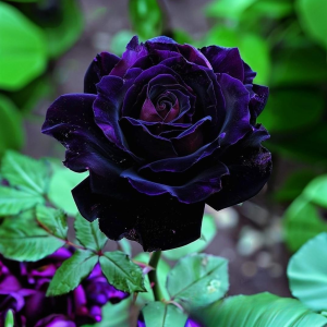 Роза Блэк Пантер купить по цене от 319р. в интернет-магазине «Посадика» с доставкой почтой в в Симферополе и по всей России – [изображение №1].