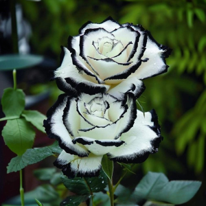 Роза Силк Ивин купить по цене от 319р. в интернет-магазине «Посадика» с доставкой почтой в в Симферополе и по всей России – [изображение №1].