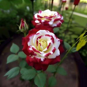 Роза Роял Глом купить по цене от 401р. в интернет-магазине «Посадика» с доставкой почтой в в Симферополе и по всей России – [изображение №1].