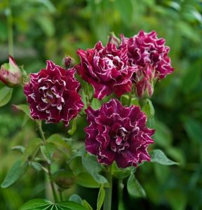 Роза Опаловый Пейзаж купить по цене от 490р. в интернет-магазине «Посадика» с доставкой почтой в в Симферополе и по всей России – [изображение №1].