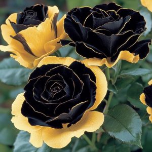 Роза Ханни Сикл купить по цене от 700р. в интернет-магазине «Посадика» с доставкой почтой в в Симферополе и по всей России – [изображение №1].