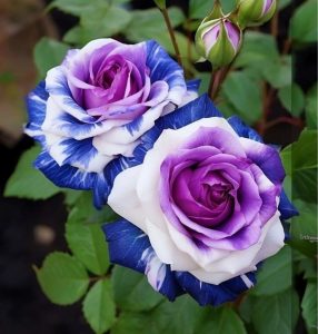 Роза Айвори Каскад купить по цене от 420р. в интернет-магазине «Посадика» с доставкой почтой в в Симферополе и по всей России – [изображение №1].