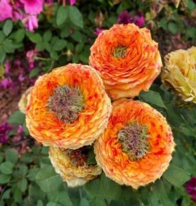 Роза Золотой Мираж купить по цене от 420р. в интернет-магазине «Посадика» с доставкой почтой в в Симферополе и по всей России – [изображение №1].