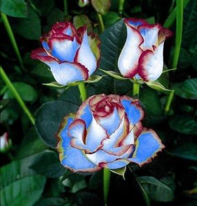 Роза Сафайер Пэтл купить по цене от 450р. в интернет-магазине «Посадика» с доставкой почтой в в Симферополе и по всей России – [изображение №1].